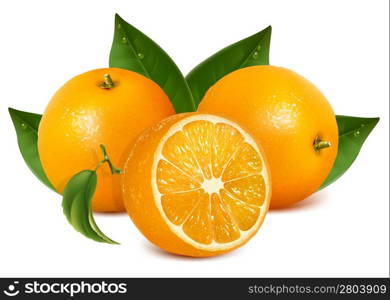 Vector fresh ripe oranges with leaves.