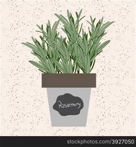 Vector - Fresh rosemary herb in a flowerpot. Aromatic leaves used to season meats, poultry, stews, soups, bouquet granny