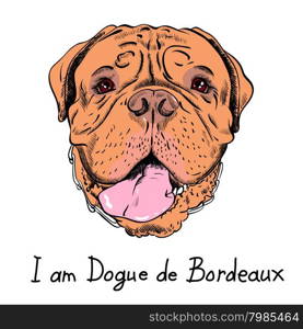 vector funny cartoon hipster dog French Mastiff. Dog French Mastiff or Dogue de Bordeaux breed