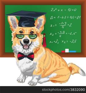 Vector graduated dog Pembroke Welsh corgi breed in glasses and bow tie. vector graduated dog Pembroke Welsh corgi