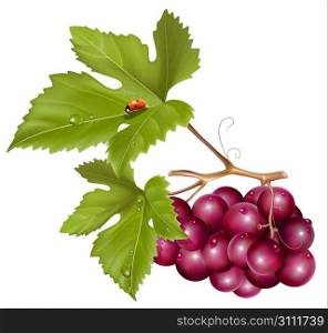 Vector. Grape cluster with green leaves, water drops and ladybird.