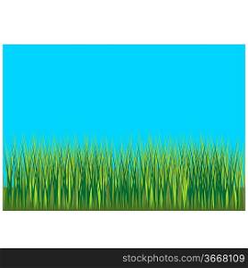 Vector. Grass background 001
