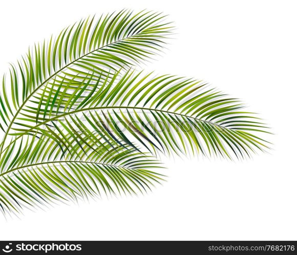 Vector green leaf of palm tree with overlay shadow isolated on white background. green leaf of palm tree on white background