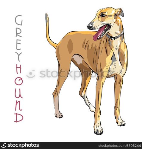 Vector Greyhound Dog breed. Dog breed Greyhound isolated on the white background