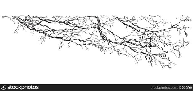 Vector hand drawing branch of tree in black color isolated on white background. Monochrome realistic branch of tree in springtime. Image for design, cards.