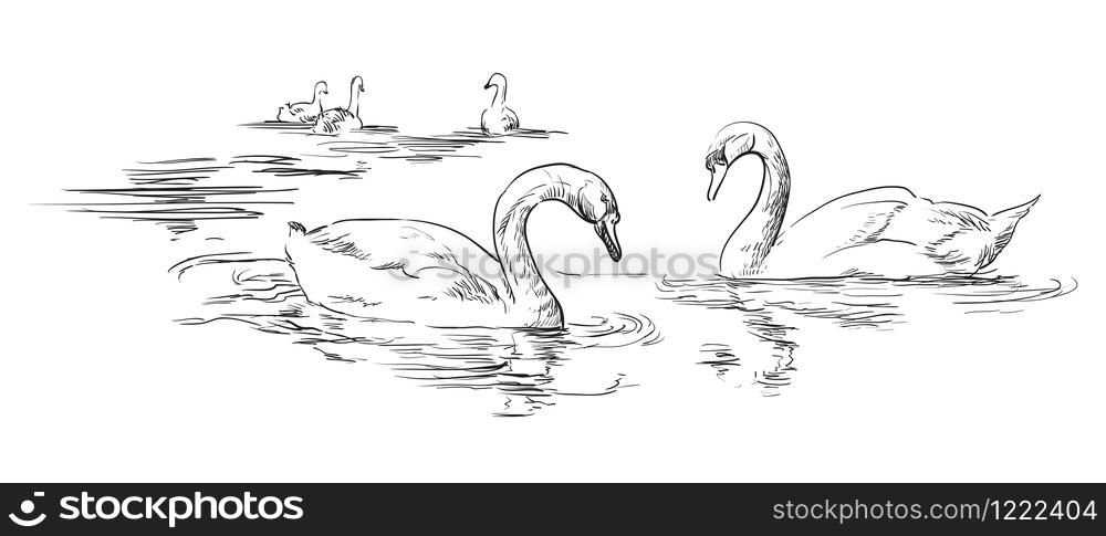 Vector hand drawing group of swans swimming in water. Monochrome realistic swans in black color isolated on white background. Vector retro illustration of swans. Image for design, cards.
