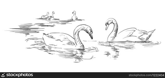 Vector hand drawing group of swans swimming in water. Monochrome realistic swans in black color isolated on white background. Vector retro illustration of swans. Image for design, cards.
