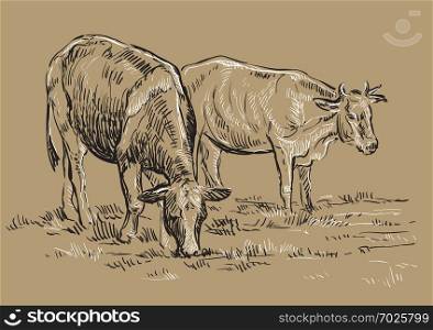 Vector hand drawing Illustration cows on pasture standing in profile. Monochrome vector hand drawing sketch illustration in black and white colors isolated on beige background.