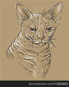 Vector hand drawing portrait of angry sphinx cat in black and white colors isolated on beige background. Monochrome realistic portrait of cat. Vector illustration of naked cat. Image for design, cards.