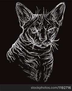 Vector hand drawing portrait of angry sphinx cat in white color isolated on black background. Monochrome realistic portrait of cat. Vector illustration of naked cat. Image for design, cards.