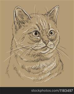 Vector hand drawing portrait of British cat in black and white colors isolated on beige background. Monochrome realistic portrait of cat. Vector illustration of fluffy cat. Image for design, cards.