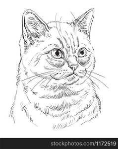 Vector hand drawing portrait of British cat in black color isolated on white background. Monochrome realistic portrait of cat. Vector illustration of fluffy cat. Image for design, cards.