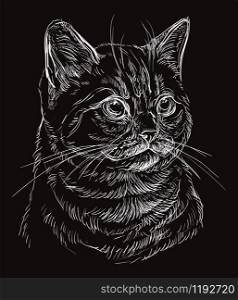 Vector hand drawing portrait of British cat in white color isolated on black background. Monochrome realistic portrait of cat. Vector illustration of fluffy cat. Image for design, cards.