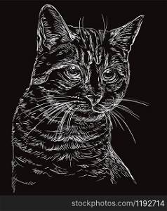 Vector hand drawing portrait of cat in white color isolated on black background. Monochrome realistic retro portrait of cat. Vector vintage illustration of cat. Image good for design, cards and tattoo.