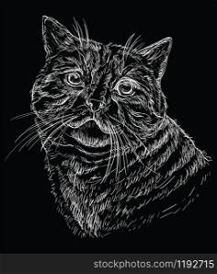 Vector hand drawing portrait of cat in white color. Monochrome realistic retro portrait of cat. Vector vintage illustration isolated on black background. Image good for design, cards and tattoo.