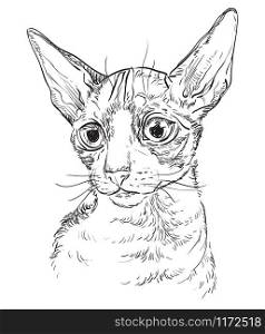 Vector hand drawing portrait of Cornish Rex cat in black color isolated on white background. Monochrome realistic portrait of cat. Vector illustration of cat. Image for design, cards.