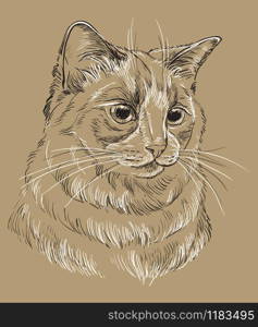 Vector hand drawing portrait of ragdoll cat in black and white colors. Monochrome realistic retro portrait of cat. Vector vintage illustration isolated on beige background.Image good for design, cards and tattoo.