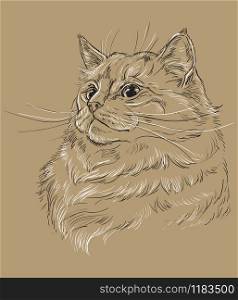 Vector hand drawing portrait of ragdoll cat in black and white colors. Monochrome realistic retro portrait of cat. Vector vintage illustration isolated on beige background.Image for design, cards and tattoo.