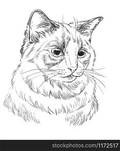 Vector hand drawing portrait of ragdoll cat in black color. Monochrome realistic retro portrait of cat. Vector vintage illustration isolated on white background.Image good for design, cards and tattoo.