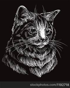 Vector hand drawing portrait of ragdoll cat in white color. Monochrome realistic retro portrait of cat. Vector vintage illustration isolated on black background. Image good for design, cards and tattoo.