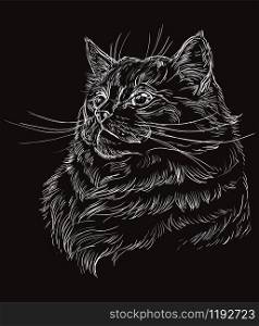 Vector hand drawing portrait of ragdoll cat in white color. Monochrome realistic retro portrait of cat. Vector vintage illustration isolated on black background.Image good for design, cards and tattoo.