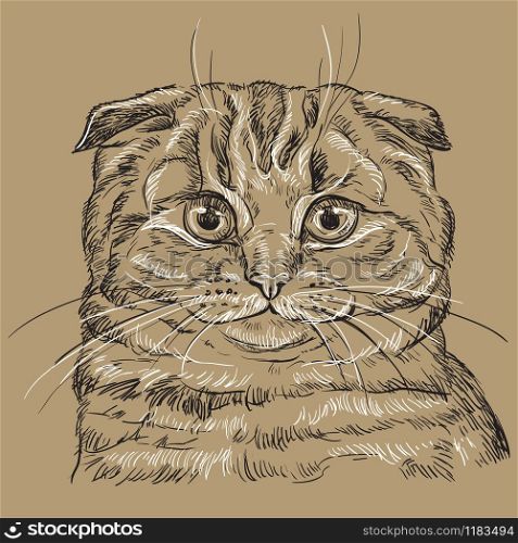 Vector hand drawing portrait of scottish fold cat in black and white colors isolated on beige background. Monochrome realistic portrait of cat. Vector illustration of fluffy cat. Image for design, cards.