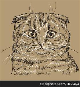 Vector hand drawing portrait of scottish fold cat in black and white colors isolated on beige background. Monochrome realistic portrait of cat. Vector illustration of fluffy cat. Image for design, cards.