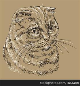 Vector hand drawing portrait of scottish fold cat in black and white colors isolated on beige background. Monochrome realistic portrait of scottish cat. Vector illustration of fluffy cat. Image for design, cards.