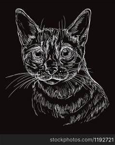 Vector hand drawing portrait of Snow bengal cat in white color isolated on black background. Monochrome realistic portrait of cat. Vector illustration of fluffy cat. Image for design, cards.
