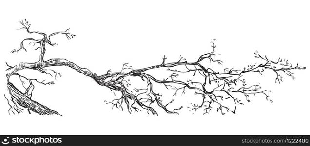 Vector hand drawing realistic branch of tree in black color isolated on white background. Monochrome branch of tree in springtime. Image for design, cards.
