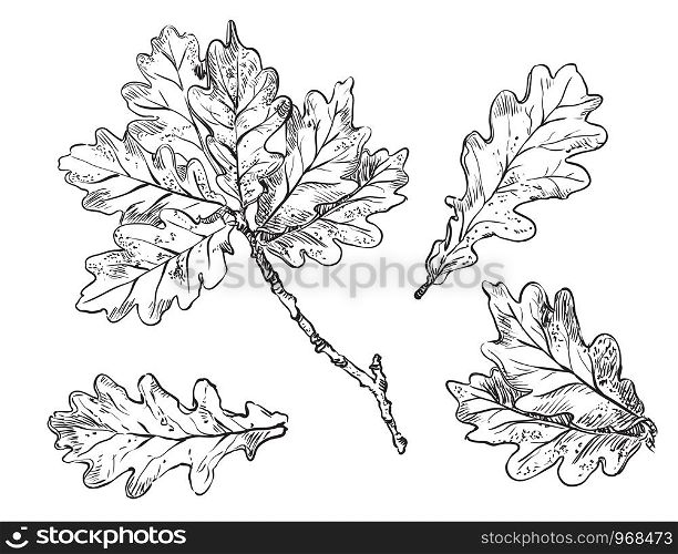 Vector hand drawing set of monochrome oak tree leaves outline on the white background. Fall line art of foliage. stock illustration