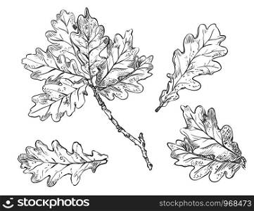 Vector hand drawing set of monochrome oak tree leaves outline on the white background. Fall line art of foliage. stock illustration