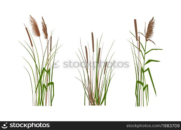 Vector hand drawing sketch with reeds.Cane silhouette on white background.. Cane silhouette on white background. Vector hand drawing sketch with reeds.