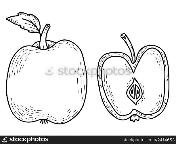 vector hand drawn apple. Beautiful whole fruit with leaf and cut half. Vector illustration. hand drawn line art style for design, decor and decoration