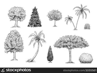 Vector hand drawn black and white illustration of set of trees,palm trees and bushes. Images of plants and nature.. Set of Trees, Palm Trees and Bushes. Vector Hand Drawn Black and White Illustration