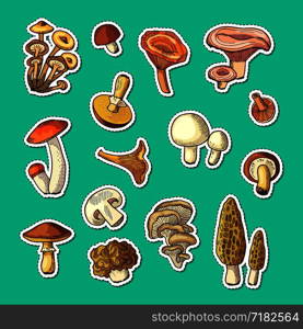 Vector hand drawn colored fresh mushrooms stickers of set illustration. Vector hand drawn mushrooms stickers set illustration