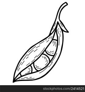 vector hand drawn doodles pea plant. Beautiful vegetable pod pea. Vector illustration. line drawing doodle style, outline for design, decor and decoration
