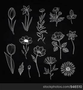 Vector hand drawn flowers of set isolated on black chalkboard background illustration. Vector hand drawn flowers set on black chalkboard illustration