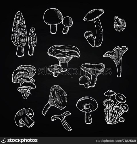 Vector hand drawn foof mushrooms of set on black chalkboard illustration. Vector hand drawn mushrooms on black chalkboard illustration