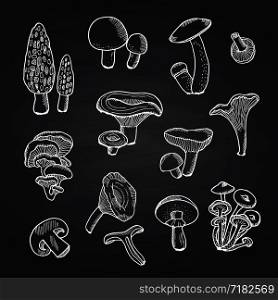 Vector hand drawn foof mushrooms of set on black chalkboard illustration. Vector hand drawn mushrooms on black chalkboard illustration
