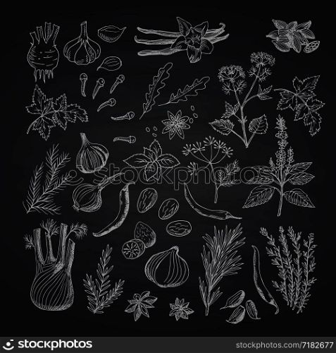 Vector hand drawn herbs and spices of set on black chalkboard illustration. Vector hand drawn herbs and spices on black chalkboard illustration