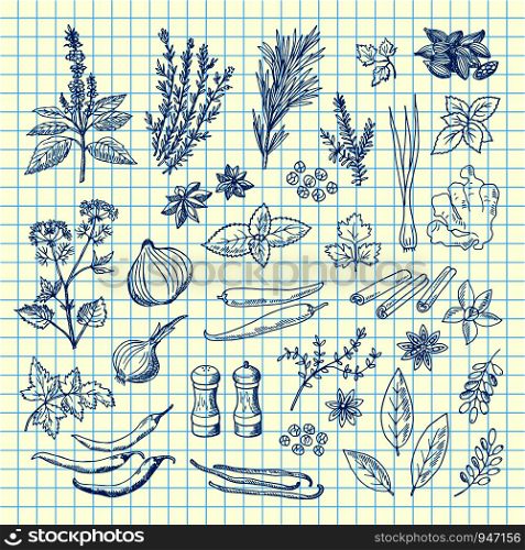 Vector hand drawn herbs and spices on cell sheet illustration. Spice ingredient aroma, drawn rosemary and aromatic plants. Vector hand drawn herbs and spices on cell sheet illustration