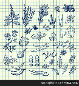 Vector hand drawn herbs and spices on cell sheet illustration. Spice ingredient aroma, drawn rosemary and aromatic plants. Vector hand drawn herbs and spices on cell sheet illustration