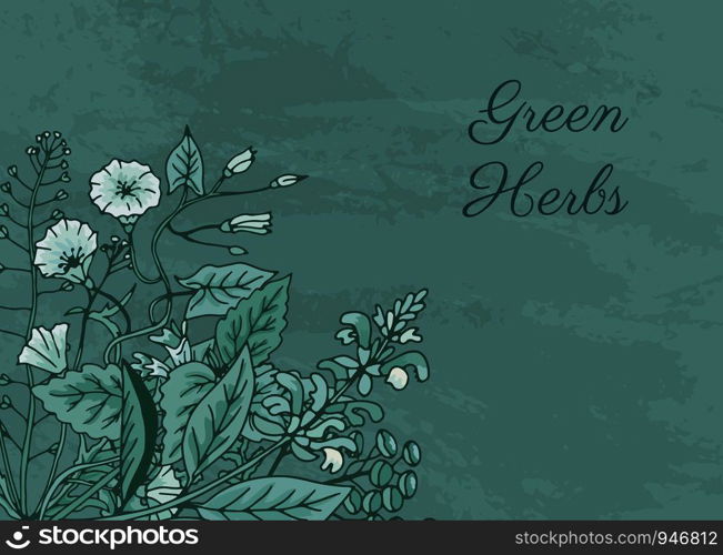 Vector hand drawn medical herbs background with place for text illustration. Vector hand drawn medical herbs illustration