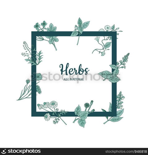 Vector hand drawn medical herbs flying around frame with place for text illustration. Vector hand drawn medical herbs frame illustration