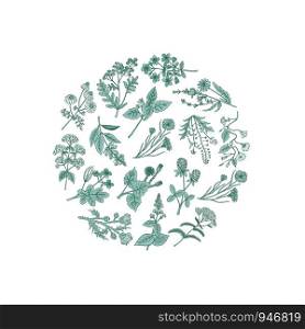 Vector hand drawn medical herbs in circle shape illustration isolated on white. Vector hand drawn medical herbs in circle shape illustration
