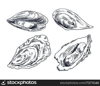 Vector hand drawn monochrome seafood edible shellfish mussel and oyster illustration. Cockleshell icon set for nautical promo poster in sketch style.. Cockleshell Icon Set for Nautical Promo Poster