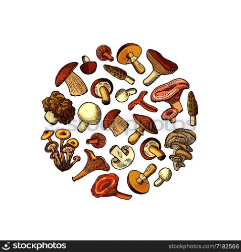 Vector hand drawn mushrooms in circle shape illustration isolated on white background. Vector hand drawn mushrooms in circle shape illustration