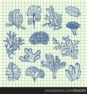 Vector hand drawn seaweed elements set on blue cell sheet background illustration. Vector hand drawn seaweed set