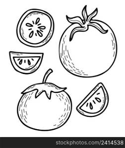 Vector hand drawn tomato set. Beautiful whole vegetable and cut pieces. Vector illustration. Linear hand drawn doodle style for design, decor and decoration, menu